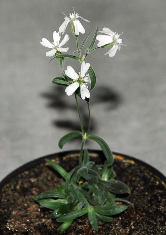 Silene Stenophylla / foto: Shtiu.ro