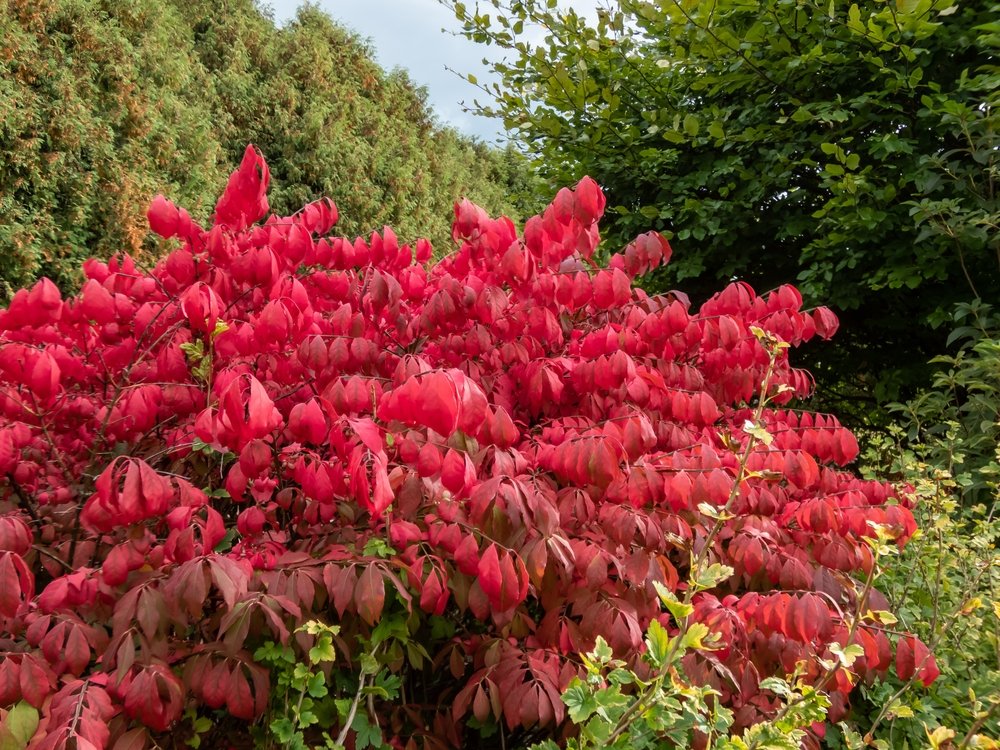 Euonymus zakrslé okrasné keře