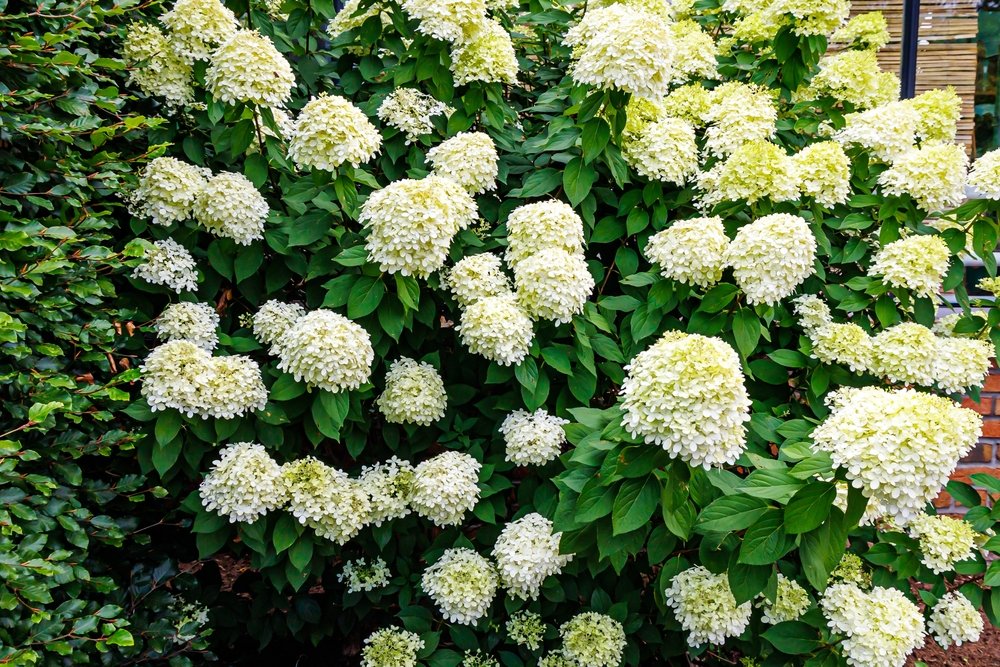 Hortensia zakrslé okrasné keře