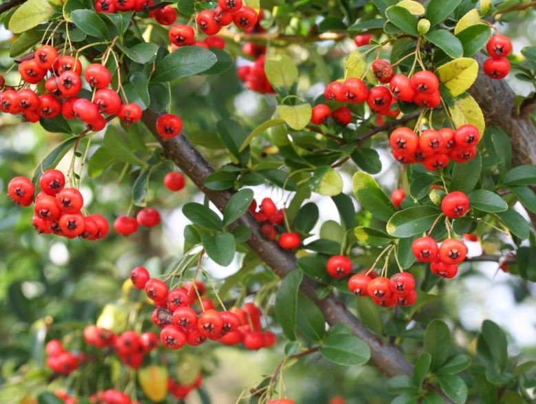 Pyracantha 