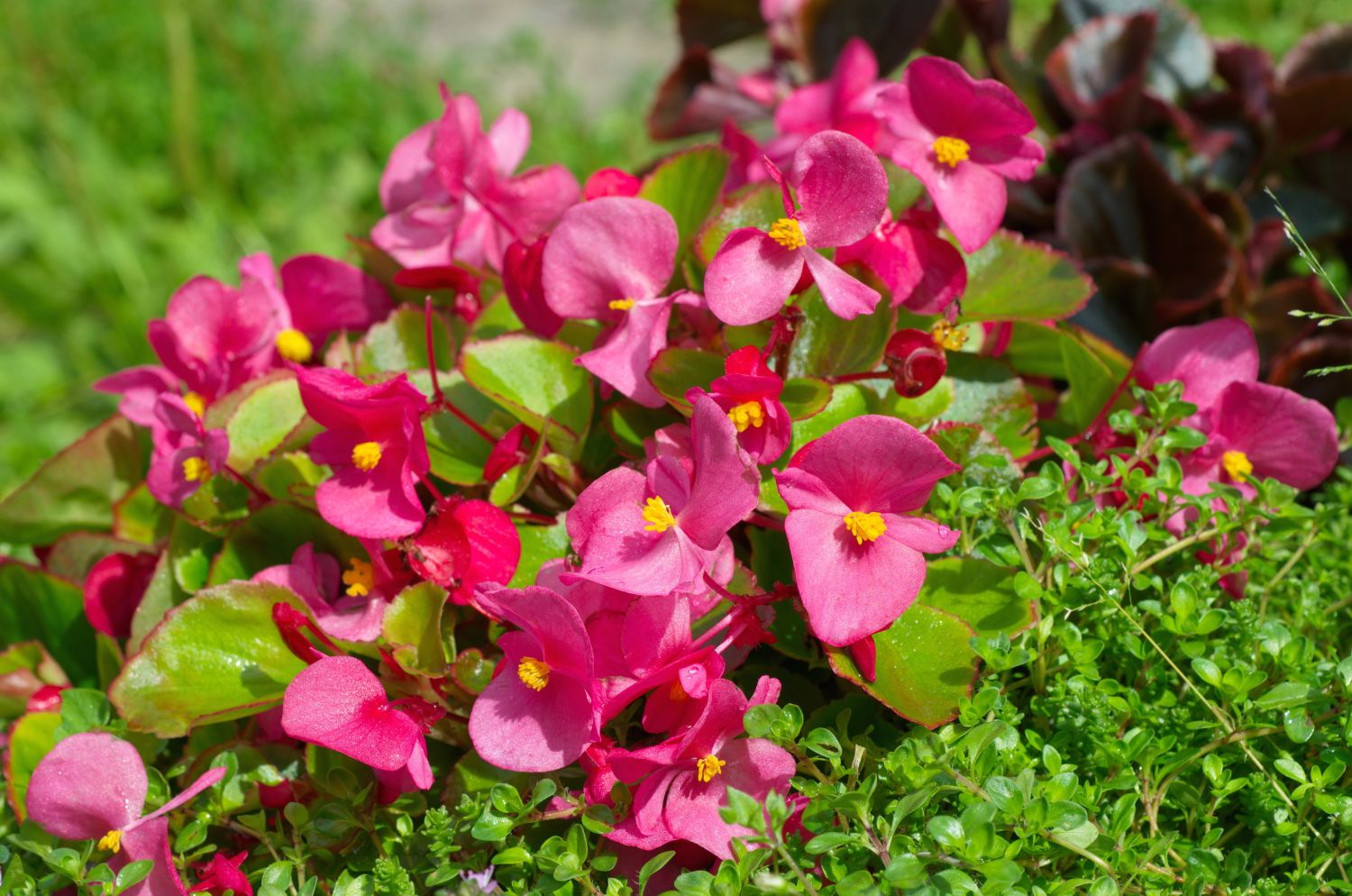 Begonia semperflorens zahradní květiny, které kvetou po celý rok