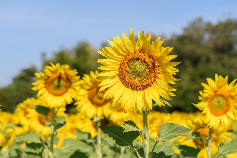 jaké květiny nesázet vedle zeleniny shutterstock