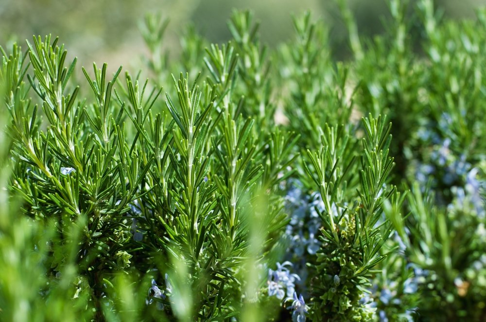 jaké květiny nesázet vedle zeleniny shutterstock