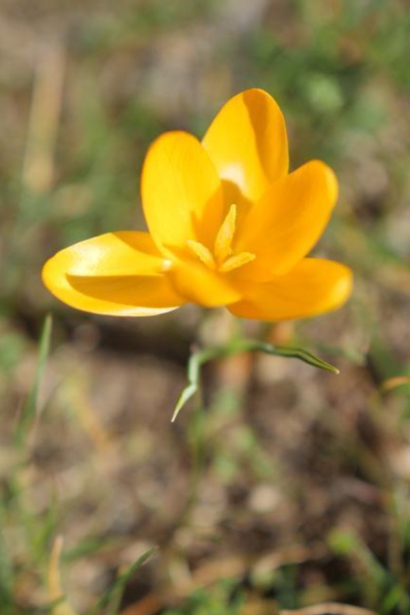 dvorní květiny žluté branduse krokus