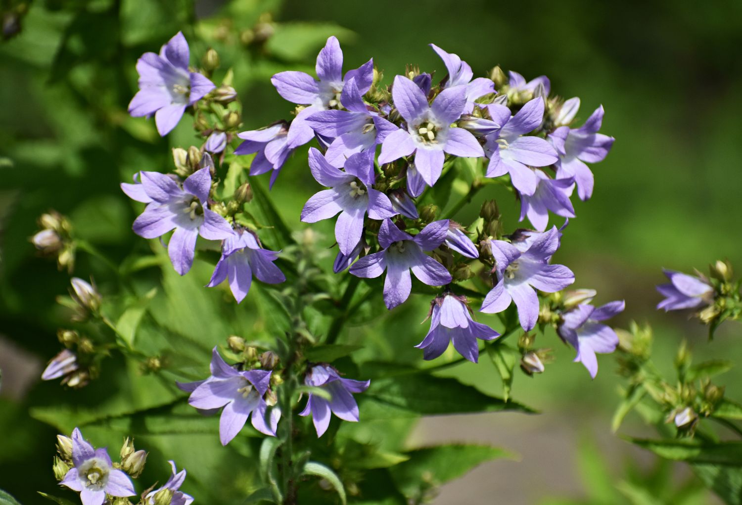 Campanula zahradní květiny, které kvetou po celý rok