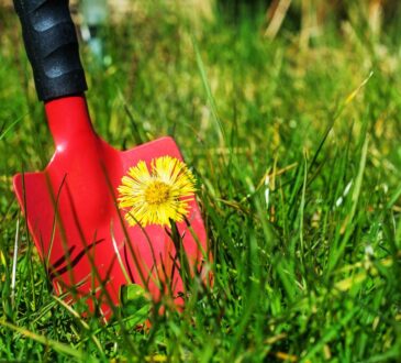 Jak pomocí octa zbavit zahradu plevele