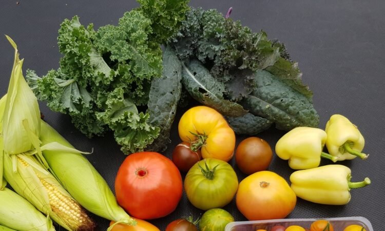 Od sazenice po ovoce: 7 tipů, jak si doma vypěstovat zeleninovou zahrádku od farmářské rodiny