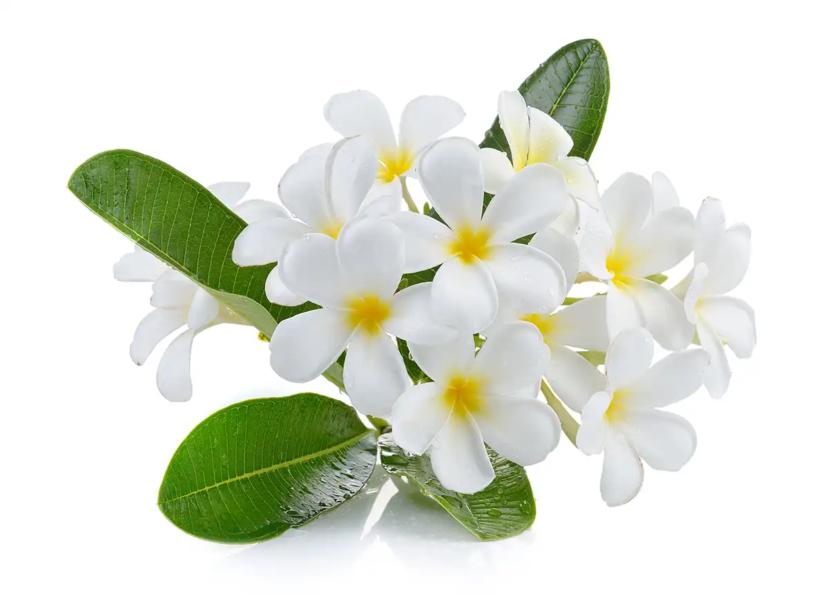 plumeria (frangipani)