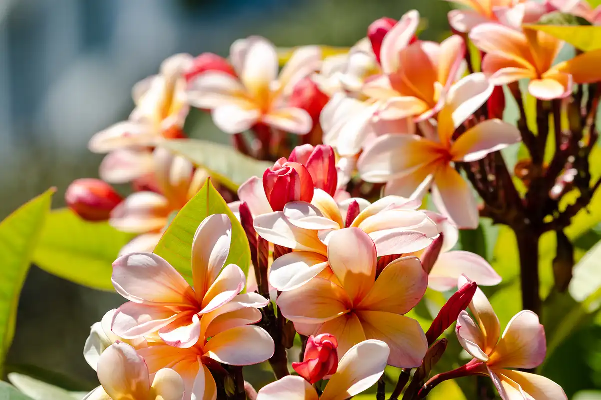 plumeria (frangipani)