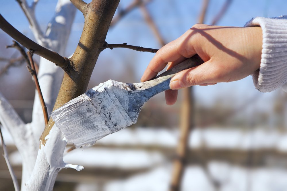 ochrana stromů před mrazem shutterstock 