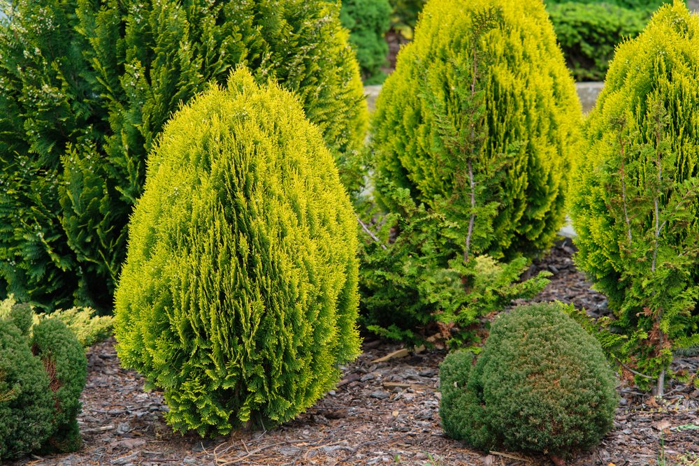 druhy thuja shutterstock