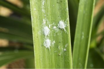 Kontrola Mealybug