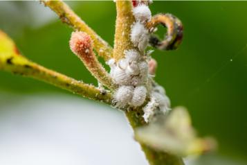 Mealybugs