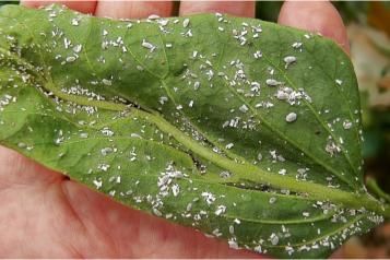 Mealybugs