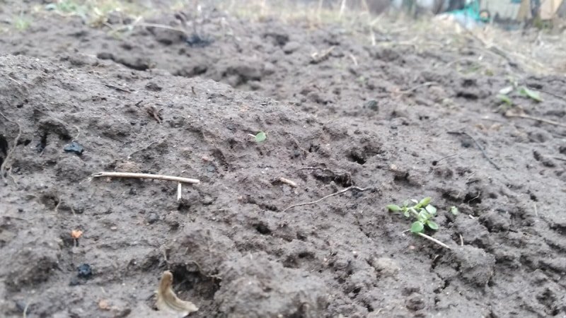 I ta nejchudší neúrodná půda se dá na jaře snadno zlepšit tímto práškem. Používám ho vždy na přelomu března a dubna