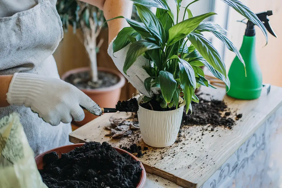 Organické hnojivo pro zahradní květiny a rostliny