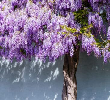 10 okrasných stromů, které můžete v létě zasadit do zenové zahrady