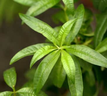 Plante cu miros de lămâie verbina