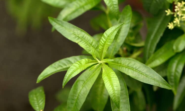 Plante cu miros de lămâie verbina