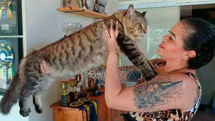 Mangusta Xartrux v náručí své majitelky Marcie