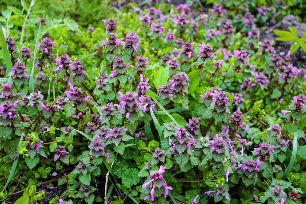 nepeta repelentní rostliny