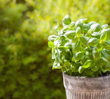 18 rostlin, které odpudí mouchy, brouky a další hmyz z vaší zahrady