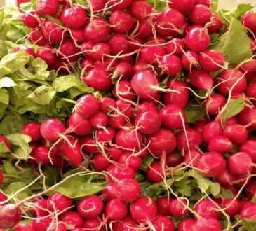 3 главных правила крупной сочной редиски: не так сложно получить богатый урожай