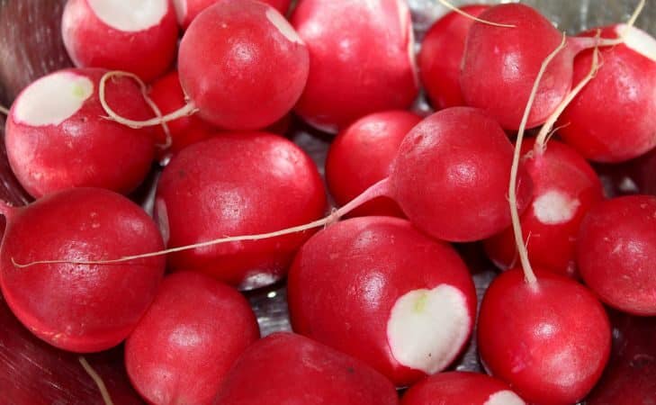 3 сорта редиса для надежного урожая: сочная и сладкая редиска без лишних хлопот