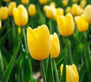 5 žlutých jarních květin, které tuto sezónu rozzáří vaši zahradu