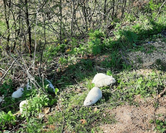 Tajemné zjevení na břehu řeky v Iasi. Místo bylo napadeno zvířaty, která nemají co dělat na svobodě