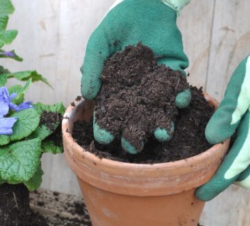 9 tipů na zalévání rostlin v květináčích, které platí i na zahradě