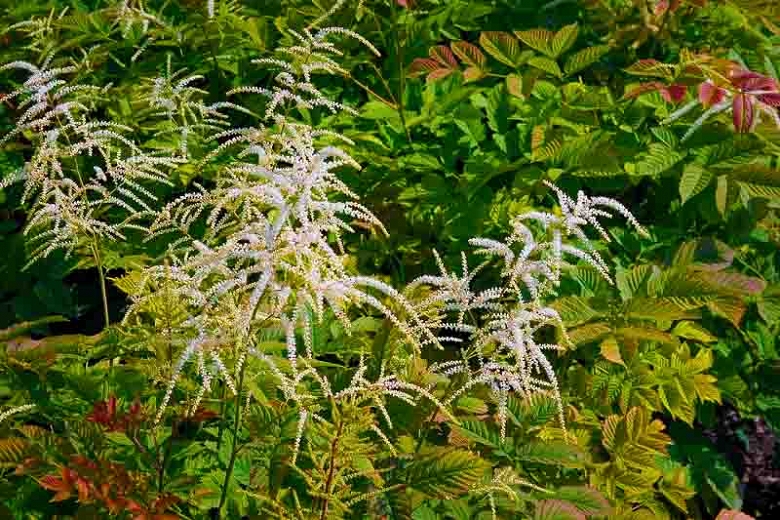 Aruncus