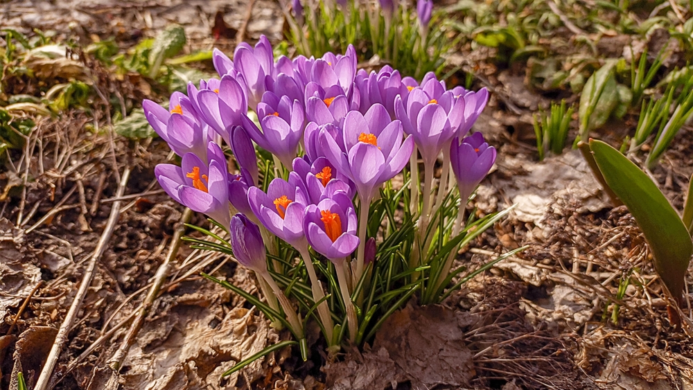 Topolovka jarní: kdy je vysadit a jak o ně nejlépe pečovat