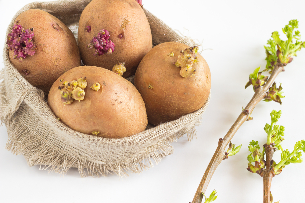 Jak sázet a pěstovat zeleninu ze zbytků, v květináčích nebo na zahradě