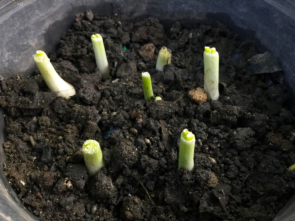 Jak sázet a pěstovat zeleninu ze zbytků, v květináčích nebo na zahradě