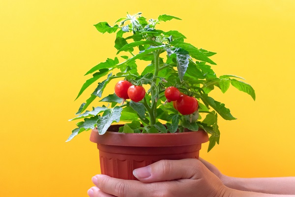 10 nejlepších druhů zeleniny pro pěstování v květináči