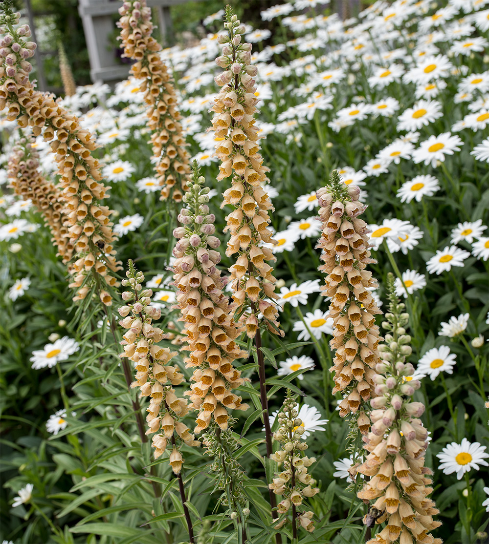 Digitalis ferruginea