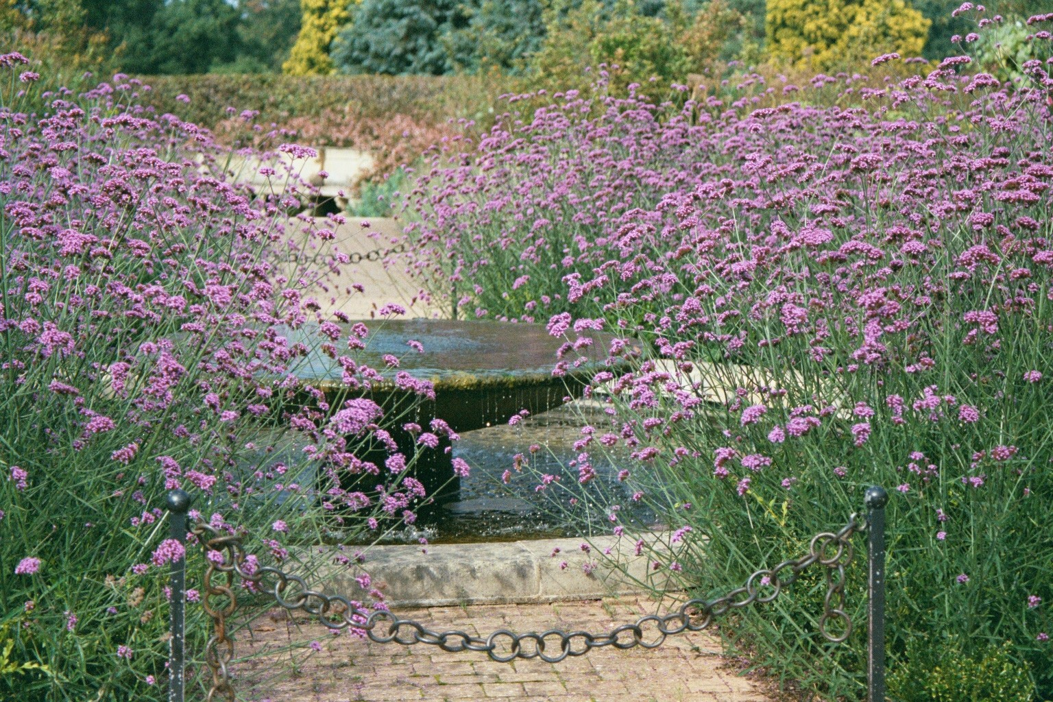 Rostlina Verbena bonariensis