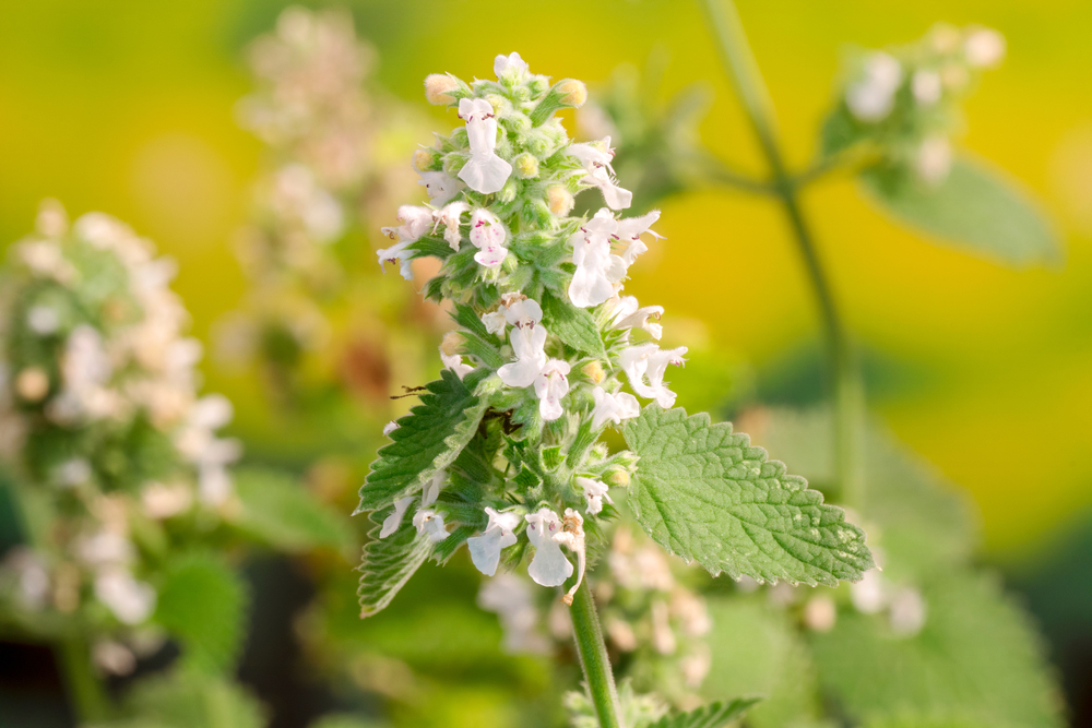10 rostlin s vůní citronu, které oživí váš pobyt na zahradě