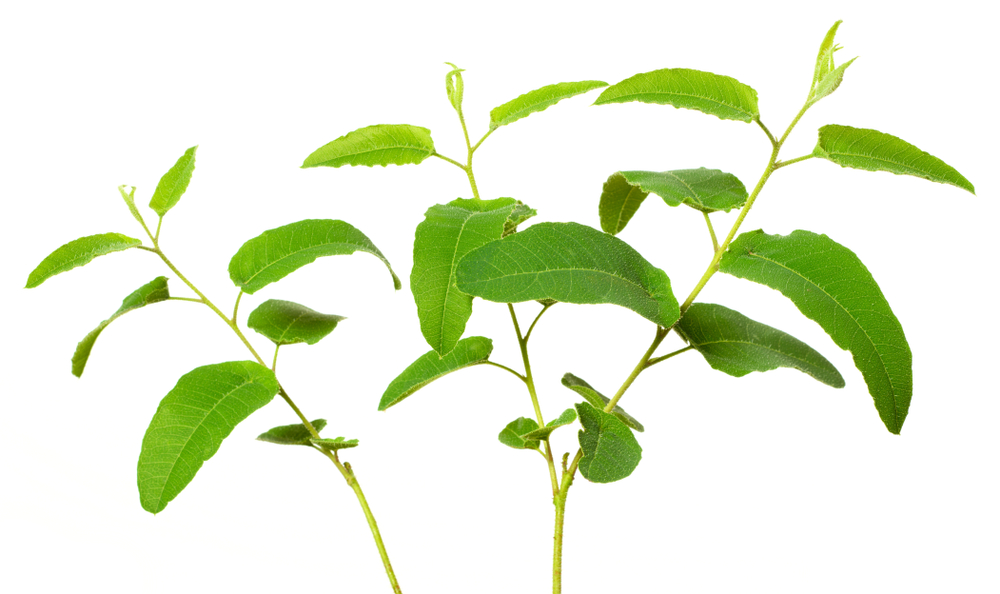 10 rostlin s vůní citronu, které oživí váš pobyt na zahradě