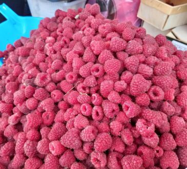 Чтобы малины на кустах было как иголочек на ёлке, нужно перестать допускать 3 ошибки