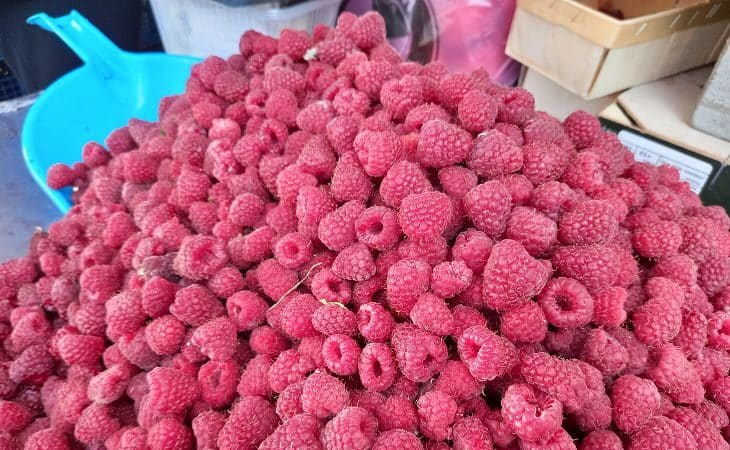 Чтобы малины на кустах было как иголочек на ёлке, нужно перестать допускать 3 ошибки