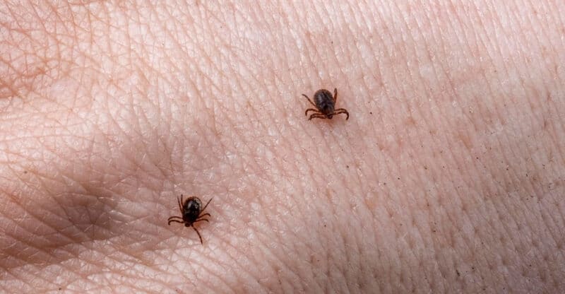 Celá sezóna bez komárů a klíšťat. Bezodkladně si zasejte tyto rostliny ve vaší zahradě