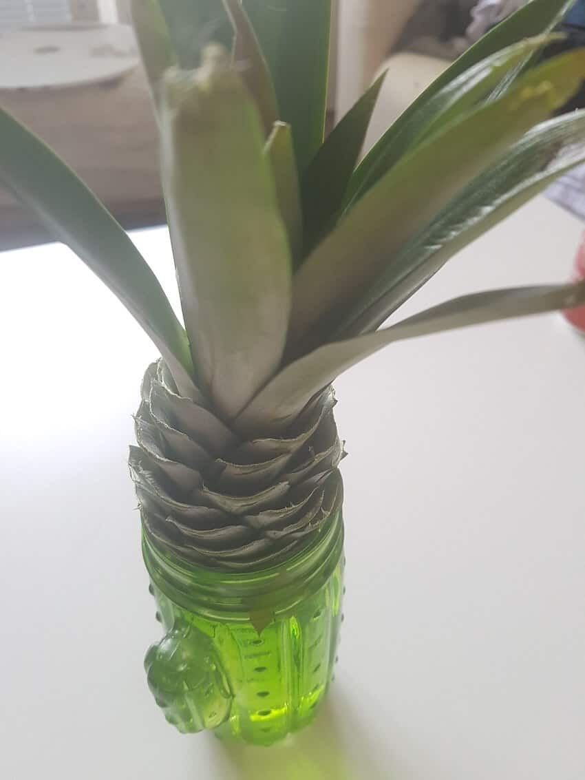 ananas