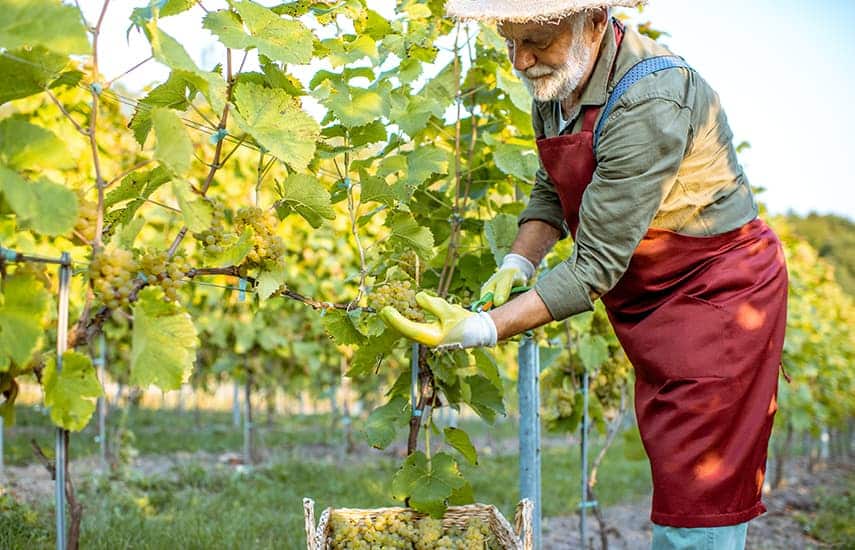 Vinná réva - výsadba a péče