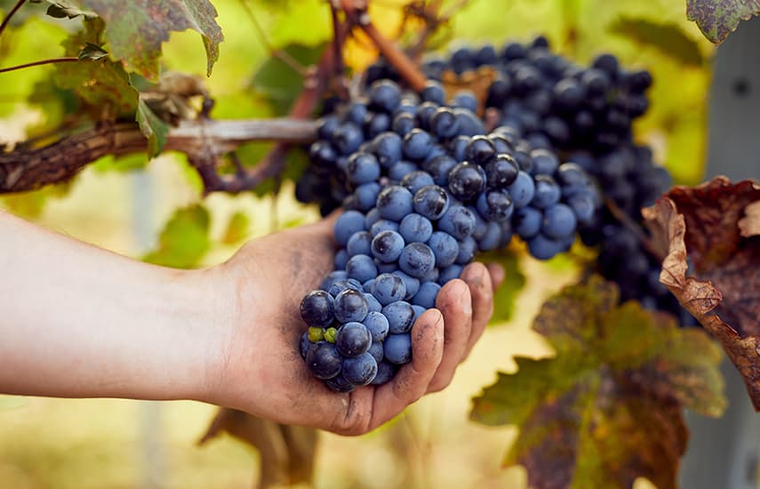 Vinná réva - výsadba a péče