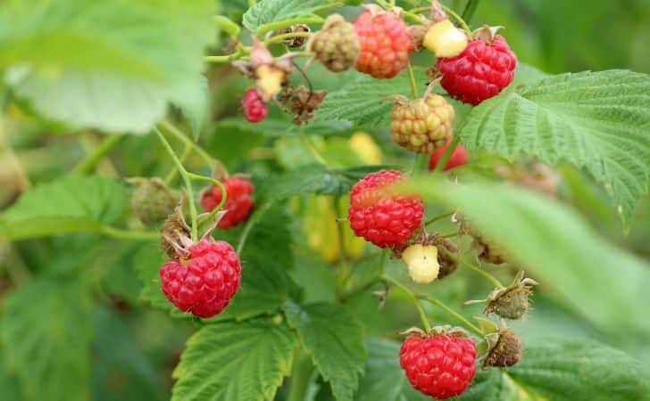 Что должно расти рядом с малиной, чтобы кусты ломились от крупных и вкусных ягод 