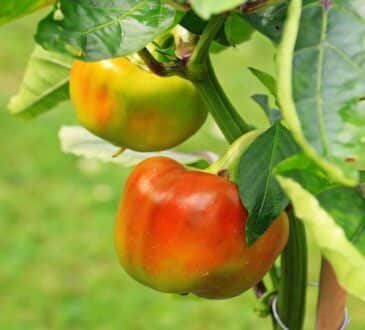 Болгарский перец