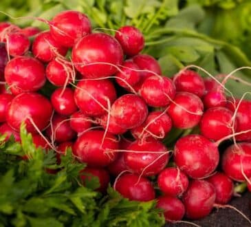 Что не любит редис: 5 основных ошибок в уходе, почему урожай не удаётся