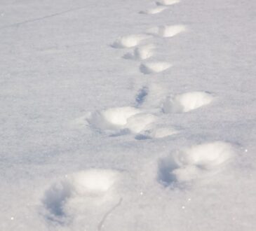 Снег Следы